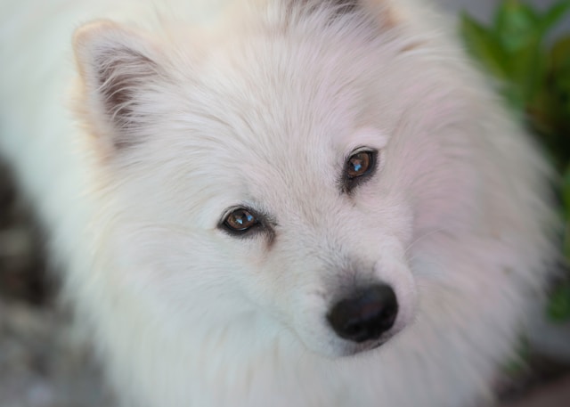 Pet insurance
