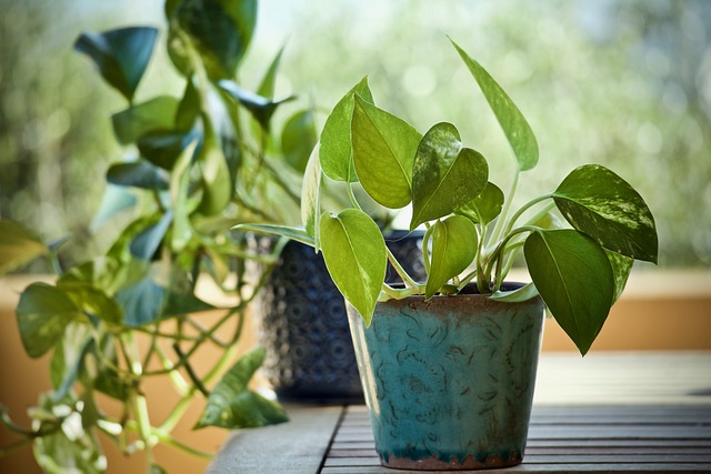 Low maintenance houseplants